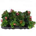 Afbeelding van Begonia P9 Grbl Rose